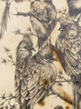 13 Mousebirds