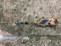 Sun Catcher - Livingstone's Turaco