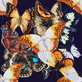 Butterfly Migration Cushion