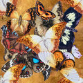 Butterfly Migration Cushion