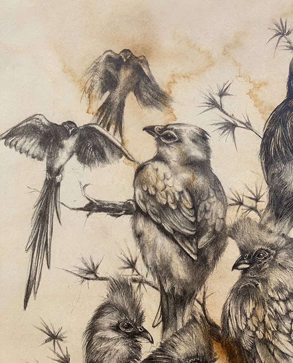 13 Mousebirds Print