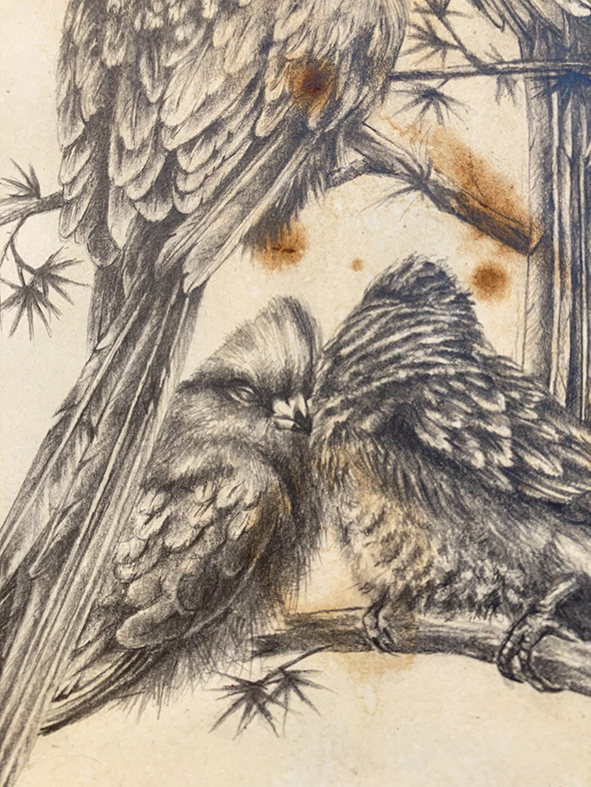 13 Mousebirds