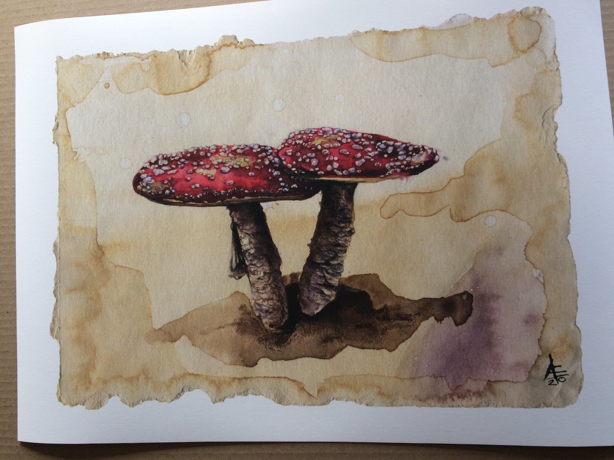 Amanita Muscaria