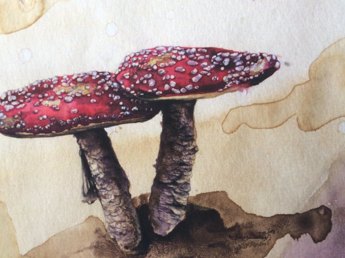 Amanita Muscaria