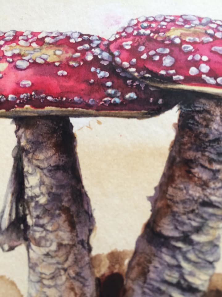 Amanita Muscaria