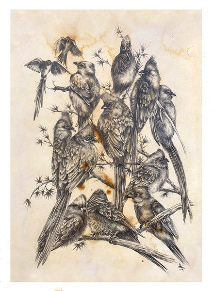 13 Mousebirds Print