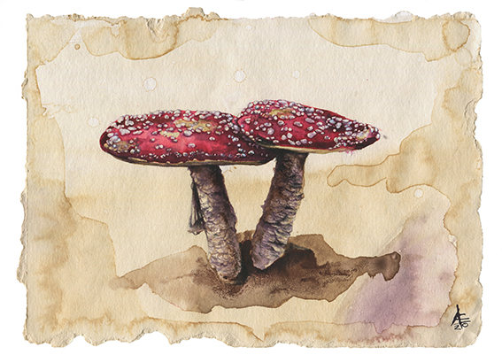 Amanita Muscaria