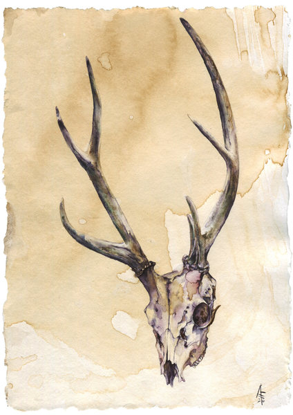 Deer Skull